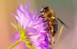 Bienen und andere Bestäuber sind die Protagonisten des „Blühenden Frühlings“ in Busto Arsizio