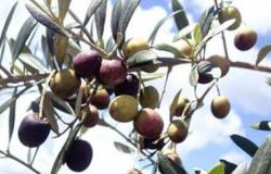 Die Bildung flüchtiger Verbindungen in nativem Olivenöl extra aufgrund der Reife der Früchte