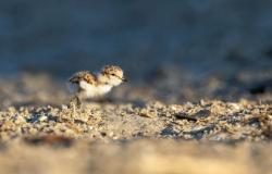 Das Schlüpfen des Seeregenpfeifernestes wird an der Nordküste von Ravenna erwartet. Das Vereinsnetzwerk startet den Aufruf zur Aufmerksamkeit