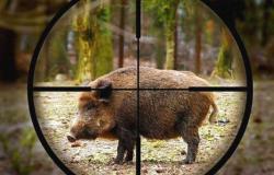Coldiretti Novara-Vco zur Schweinepest: „Vermeiden Sie es, Tausende gesunder Schweine ohne Grund zu töten“