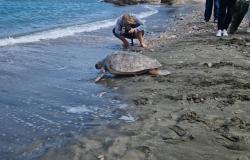 Massa Lubrense, drei im Meer von Punta Campanella freigelassene Caretta-Caretta-Schildkröten