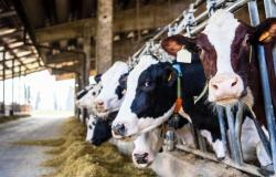 Im Bereich Fleisch hat die FAO angeblich zwei Studien verfälscht, um die Branche zu begünstigen