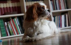 Samstag in der Bibliothek San Giorgio, Treffen und Lesungen zum Tag des Hundes