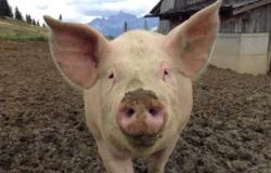 Üble Gerüche auf Schweinefarm in Barberino Val d’Elsa: „Die Region Toskana wird eine Überprüfung durchführen“