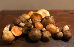 Pilze, neue Schutzbestimmungen in Umbrien und Kurse zur Sammlung außerhalb der Region