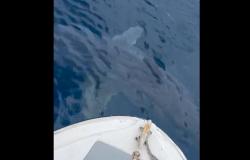 Großer Hai in der Straße von Messina: Er streifte die Küste
