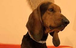 Die Stadt mobilisiert für Minardis Hund, den Mechaniker, der bei einem Unfall ums Leben kam