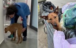 Es gibt Hoffnung für Honey, der Hund, der in Palermo von einer Spitzhacke getroffen wurde, macht seine ersten Schritte
