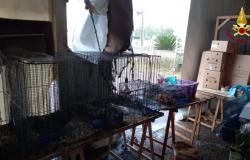 In einem Tierverkaufsstand in Venticano bricht Feuer aus: Mehrere Küken sterben