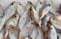 Lebensmittelkontrollen in Palermo, Beschlagnahmung von Fisch und Tierfutter: sehr hohe Bußgelder