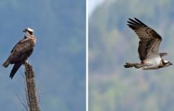 Der Fischadler macht Halt im Trentino (FOTO), hier wurde er gesichtet und verewigt