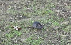 Cremona Sera – Gegenreaktion in der Gemeinde gegen Mäuse in den Gärten der Piazza Roma, Pasquali: „Ständige Überwachung, alle zwei Monate“. Aber Berichte von Bürgern sind täglich