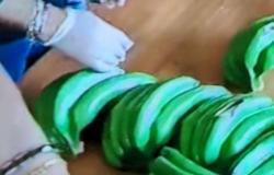 Reggio Kalabrien. Guardia di Finanza: Über 250 kg Kokain, versteckt in einer Ladung gefälschter Bananen, beschlagnahmt.