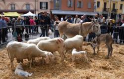 Rho: Am Samstag und Sonntag ist der Verkehr auf der Piazza San Vittore verboten