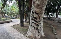 In der Villa Comunale von Reggio wurden Bäume verunstaltet. „Schwerwiegende Tatsache, die das Gewissen aller Bürger verletzt“