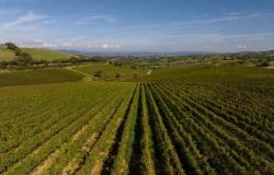 17 Millionen aus der Region Toskana für die Sanierung der Weinberge