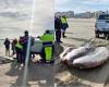 Rekord-Mondfisch in Cesenatico, der eine Tonne schwere Kadaver wurde am Strand von Valverde gefunden