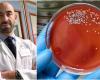„Flotte fressendes Bakterium“, 57 Fälle und 8 Todesfälle in Ligurien in wenigen Monaten: Das riskieren Sie