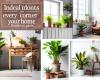 Die idealen Zimmerpflanzen für jede Ecke Ihres Zuhauses: Beleben Sie Räume und Umgebung