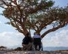 Gaetano Pesce im Oman, seine letzte Reise zwischen den Boswellia Sacra-Bäumen