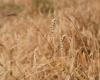 Slow Grains Italia trifft sich in Caltanissetta, um auf traditionelles Getreide zu setzen – Agenfood