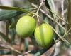 Im Leitfaden für native Olivenöle extra 2024 sind auch viele Olivenöle aus der Region Oristano aufgeführt
