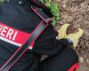 Maida (CZ). Die Carabinieri retten und retten zwei geschützte Arten