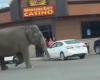 Montana, Elefant entkommt aus Zirkus: Verkehr auf den Straßen von Butte blockiert