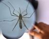 Denguefieber, zwei neue Fälle im Aostatal und Umbrien registriert: „Hohe Aufmerksamkeit in Italien“