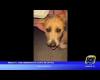 Barletta NEWS24 | Barletta, Hund ausgesetzt und an eine Stange gefesselt