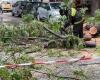 Schäden durch schlechtes Wetter in Palermo, ein Baum stürzt in der Via Eugenio l’Emiro ein – BlogSicilia
