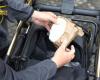 MESSINA: Ein halbes Kilo Kokain und Munition in einem Kinderwagen. Die Finanzpolizei mit ihrem Hund Haidy findet sie und beschlagnahmt sie
