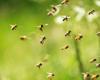 Bee the Future: In zwei Parks, in Fornace und Ravenna, werden neue Blumenbeete für Bienen angelegt
