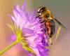 Bienen und andere Bestäuber sind die Protagonisten des „Blühenden Frühlings“ in Busto Arsizio