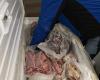 Schlachthof des Grauens in Neapel, Fleisch, das in schmutzigen und unhygienischen Räumlichkeiten verarbeitet wird: 8 Tonnen beschlagnahmt