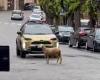 Verlorene Schafe, die rund um Sant’Elpidio a Mare herumlaufen: von der örtlichen Polizei geborgen