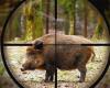 Coldiretti Novara-Vco zur Schweinepest: „Vermeiden Sie es, Tausende gesunder Schweine ohne Grund zu töten“
