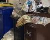 Bußgelder in Höhe von 10.000 Euro für gewerbliche Aktivitäten in Catanzaro wegen falscher getrennter Abfallsammlung