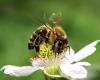 Honige aus Sizilien, wenn die Artenvielfalt auch in der Küche „zur Schau gestellt“ wird