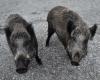 Schweinepest bedroht Parmaschinken: „Wildschweine müssen getötet werden“