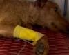 Der Hund wurde im Müll von Palermo im Sterben gefunden, die Hoffnung wird neu entfacht: „Schatz ist wach und scheint wachsam zu sein“
