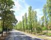 Die Gemeinde Ravenna muss 62 Zypressenpappeln in der Viale Galilei fällen