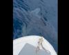Großer Hai in der Straße von Messina: Er streifte die Küste