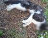 „Lasst uns das Massaker an Katzen in Velletri stoppen“: Jetzt auch die Petition auf Change.org, um sie vor Hunden zu retten