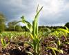 Canicatti Web News – Dürre in Sizilien, Legacoop Agroalimentare: „Unternehmen im Zusammenbruch“