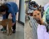 Es gibt Hoffnung für Honey, der Hund, der in Palermo von einer Spitzhacke getroffen wurde, macht seine ersten Schritte