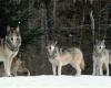 Im Piemont gibt es mehr als tausend Wölfe: Arten, die es zu jagen oder zu schützen gilt?