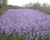Wenn die Hügel violett gefärbt sind, ist die Iris-Saison zwischen Erlebnis und Tourismus