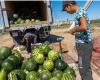 Cosenza. Diese Lastwagen voller Wassermelonen, die wir für fünftausend Lire entladen haben (von Franco Panno)