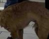 Der von einer Spitzhacke in Palermo verletzte Hund ist außer Gefahr: «Schatz steht, er erholt sich deutlich»